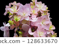 Beautiful hydrangea flowers 128633670