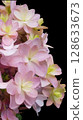 hydrangea   128633673