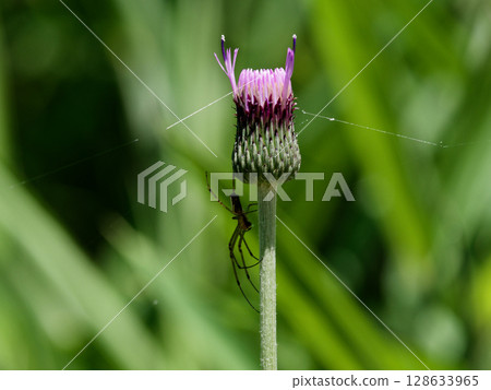 薊花與捕食蜘蛛 128633965