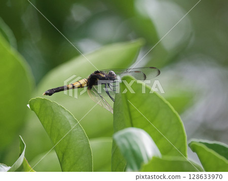 A female dragonfly, Odonata striata, resting on a Natsumikan leaf 128633970