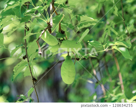 Akebia trifoliata fruit 128634255