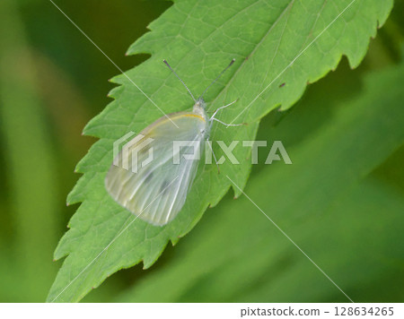 Cabbage white butterfly (spring type, female) resting on a leaf Cabbage white butterfly (spring type, female) resting on a leaf 128634265
