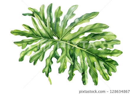Palm leaf isolated, Tropical philodendron split leaf watercolor botanical illustration with green jungle foliage for design Palm leaf isolated, Tropical philodendron split leaf watercolor botanical illustration with green jungle foliage for design 128634867