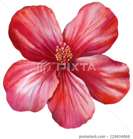 Watercolor red hibiscus flower with soft petals and yellow stamens isolated on white background paradise plant drawing Watercolor red hibiscus flower with soft petals and yellow stamens isolated on white background paradise plant drawing 128634868