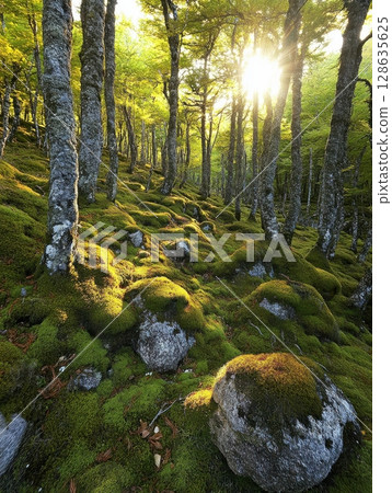 Sunlit Mossy Forest Green Trees Nature Sunlight Rocks Lush Vibrant Tranquil Serene Peaceful Woodland 128635625