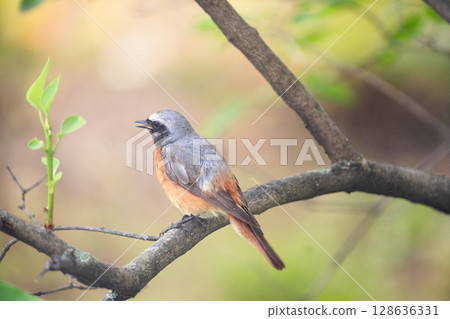 small redstart bird sits on a branch, close-up 128636331
