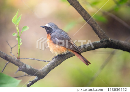 small redstart bird sits on a branch, close-up 128636332