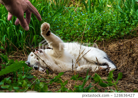 A beautiful black and white cat lies on the ground with dry grass on its back, stretches out its front paws, releases its claws and wants to reach the outstretched hand of a Caucasian man A beautiful black and white cat lies on the ground with dry grass on its back, stretches out its front paws, releases its claws and wants to reach the outstretched hand of a Caucasian man 128636427