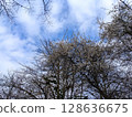 White blossoms on bare tree branches against a dynamic cloudy blue sky in London 128636675
