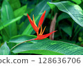 Abstract background with red heliconia flowers and green leaves. Nature and environment concept. 128636706
