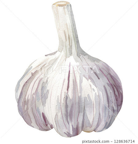 Watercolor painting of whole garlic with papery skin and separated cloves, clean white background. Rustic culinary ingredient art 128636714