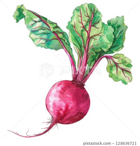 Rustic beetroot illustration in watercolor, showing textured root and crimson hues, isolated on white. Versatile for culinary or gardening designs 128636721