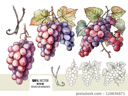 Colorful vector grapes with branches and leaves 128636871