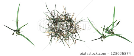 wild field grass, top view, isolated on a transparent background, 3D illustration, cg render 128636874
