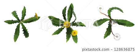 wild field grass, top view, isolated on a transparent background, 3D illustration, cg render 128636875