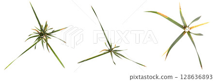 wild field grass, top view, isolated on a transparent background, 3D illustration, cg render 128636893
