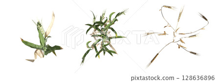 wild field grass, top view, isolated on a transparent background, 3D illustration, cg render 128636896