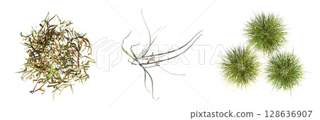 wild field grass, top view, isolated on a transparent background, 3D illustration, cg render wild field grass, top view, isolated on a transparent background, 3D illustration, cg render 128636907