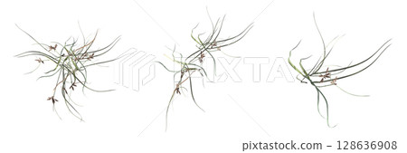 wild field grass, top view, isolated on a transparent background, 3D illustration, cg render 128636908
