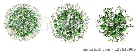 wild field grass, top view, isolated on a transparent background, 3D illustration, cg render 128636909