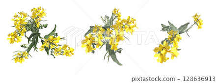 wild field grass, top view, isolated on a transparent background, 3D illustration, cg render wild field grass, top view, isolated on a transparent background, 3D illustration, cg render 128636913