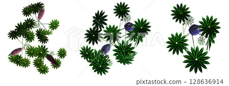 wild field grass, top view, isolated on a transparent background, 3D illustration, cg render wild field grass, top view, isolated on a transparent background, 3D illustration, cg render 128636914