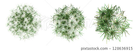 wild field grass, top view, isolated on a transparent background, 3D illustration, cg render wild field grass, top view, isolated on a transparent background, 3D illustration, cg render 128636915