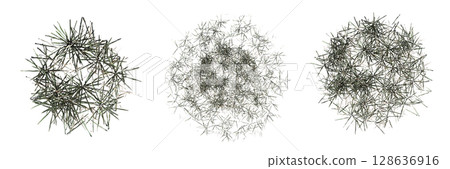 wild field grass, top view, isolated on a transparent background, 3D illustration, cg render wild field grass, top view, isolated on a transparent background, 3D illustration, cg render 128636916