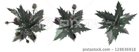 wild field grass, top view, isolated on a transparent background, 3D illustration, cg render wild field grass, top view, isolated on a transparent background, 3D illustration, cg render 128636918