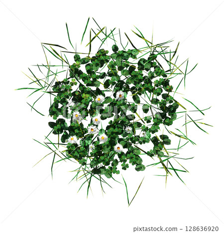 wild field grass, top view, isolated on a transparent background, 3D illustration, cg render 128636920