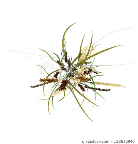 wild field grass, top view, isolated on a transparent background, 3D illustration, cg render wild field grass, top view, isolated on a transparent background, 3D illustration, cg render 128636940