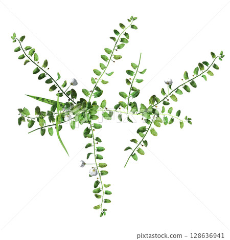 wild field grass, top view, isolated on a transparent background, 3D illustration, cg render wild field grass, top view, isolated on a transparent background, 3D illustration, cg render 128636941