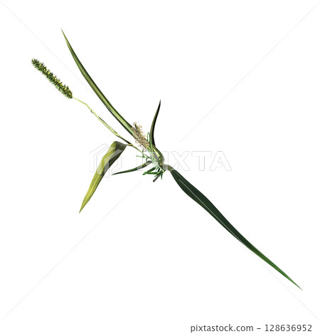 wild field grass, top view, isolated on a transparent background, 3D illustration, cg render wild field grass, top view, isolated on a transparent background, 3D illustration, cg render 128636952
