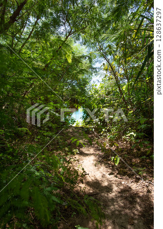 Entrance to the beach 128637297