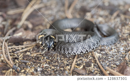 picture of a little snake in a native habitat picture of a little snake in a native habitat 128637301