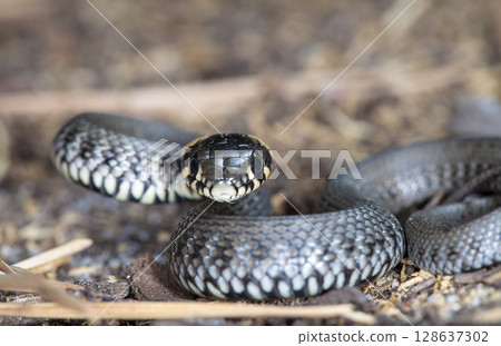 picture of a little snake in a native habitat picture of a little snake in a native habitat 128637302