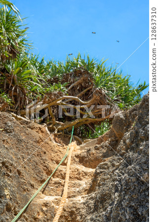 A path leading to the beach where butterflies flutter 128637310
