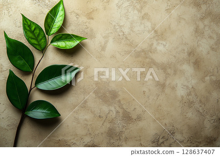 Minimalistic composition of a green leafy branch placed on a textured beige background copy space 128637407