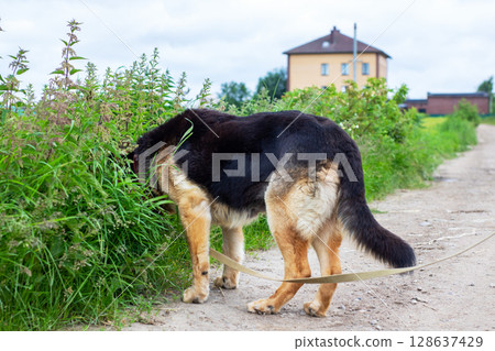 A German shepherd dog is carefully sniffing the grass along a dirt road 128637429