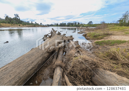 A fallen tree in the Grose River in Yarramundi Reserve A fallen tree in the Grose River in Yarramundi Reserve 128637481
