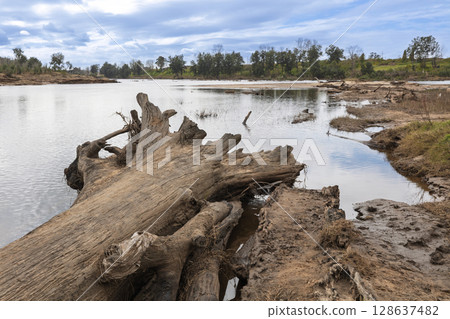 A fallen tree in the Grose River in Yarramundi Reserve 128637482