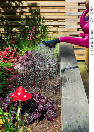 Watering the flowers growing in a raised bed using a watering can. 128637483