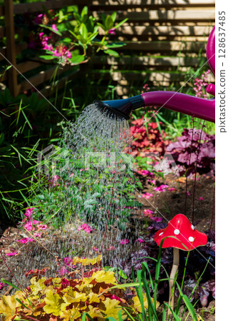 Watering the flowers growing in a raised bed using a watering can. Watering the flowers growing in a raised bed using a watering can. 128637485
