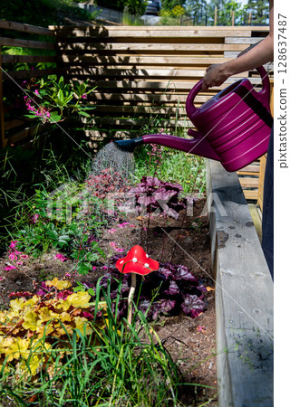 Watering the flowers growing in a raised bed using a watering can. 128637487