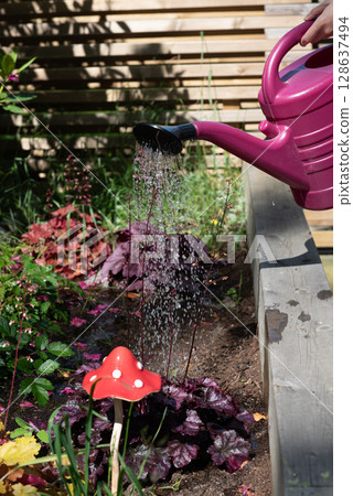 Watering the flowers growing in a raised bed using a watering can. 128637494