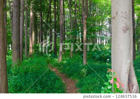 Around Nadogaya Forest, Kashiwa City, Chiba Prefecture July 2025 128637516