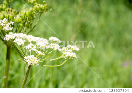 Selective focus on a bloom of wild parsley weed in a green meadow Selective focus on a bloom of wild parsley weed in a green meadow 128637804