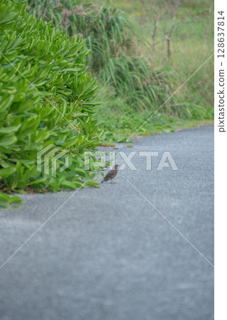 沖繩宮古島野生鳥類 128637814