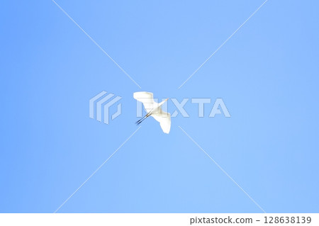 Blue sky and white egret Blue sky and white egret 128638139