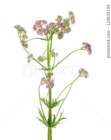 Valerian flowers isolated on white background. Valeriana officinalis. Medicinal herbs. 128638199